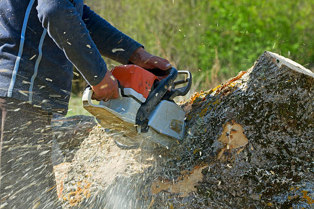 Best Affordable Tree Service  in Tye, TX